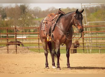 American Quarter Horse, Wałach, 7 lat, 152 cm, Gniadodereszowata