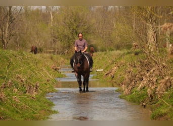 American Quarter Horse, Wałach, 7 lat, 152 cm, Gniadodereszowata