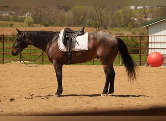 American Quarter Horse, Wałach, 7 lat, 152 cm, Gniadodereszowata