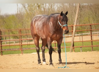 American Quarter Horse, Wałach, 7 lat, 152 cm, Gniadodereszowata