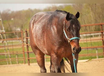 American Quarter Horse, Wałach, 7 lat, 152 cm, Gniadodereszowata