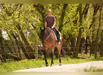 American Quarter Horse, Wałach, 7 lat, 152 cm, Gniadodereszowata