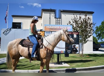 American Quarter Horse, Wałach, 7 lat, 152 cm, Izabelowata