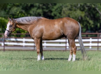 American Quarter Horse, Wałach, 7 lat, 152 cm, Izabelowata