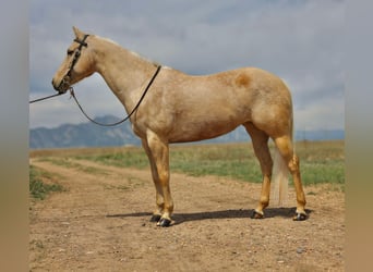American Quarter Horse, Wałach, 7 lat, 152 cm, Izabelowata