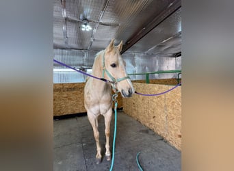American Quarter Horse, Wałach, 7 lat, 152 cm, Izabelowata