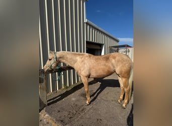 American Quarter Horse, Wałach, 7 lat, 152 cm, Izabelowata