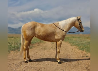 American Quarter Horse, Wałach, 7 lat, 152 cm, Izabelowata