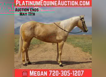 American Quarter Horse, Wałach, 7 lat, 152 cm, Izabelowata
