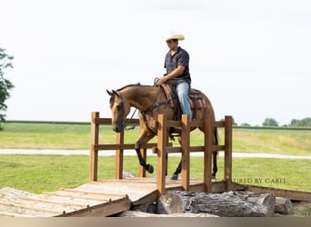 American Quarter Horse, Wałach, 7 lat, 152 cm, Jelenia