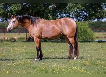 American Quarter Horse, Wałach, 7 lat, 152 cm, Jelenia