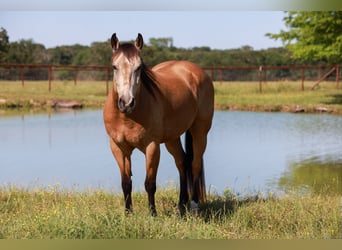 American Quarter Horse, Wałach, 7 lat, 152 cm, Jelenia