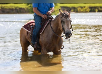 American Quarter Horse, Wałach, 7 lat, 152 cm, Jelenia