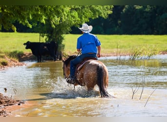 American Quarter Horse, Wałach, 7 lat, 152 cm, Jelenia