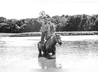 American Quarter Horse, Wałach, 7 lat, 152 cm, Jelenia