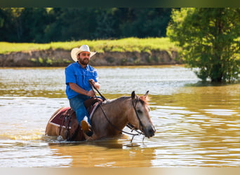 American Quarter Horse, Wałach, 7 lat, 152 cm, Jelenia