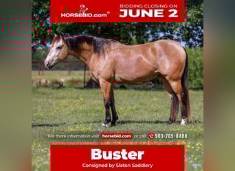 American Quarter Horse, Wałach, 7 lat, 152 cm, Jelenia