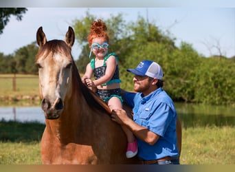 American Quarter Horse, Wałach, 7 lat, 152 cm, Jelenia