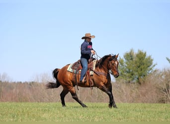American Quarter Horse, Wałach, 7 lat, 152 cm, Jelenia