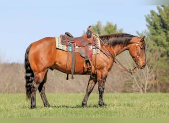 American Quarter Horse, Wałach, 7 lat, 152 cm, Jelenia