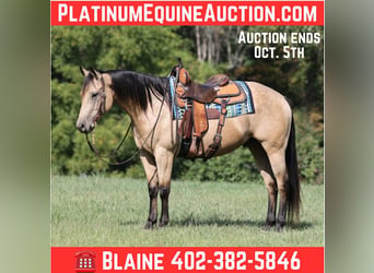 American Quarter Horse, Wałach, 7 lat, 152 cm, Jelenia