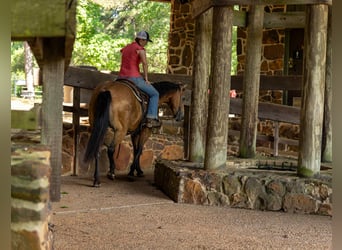 American Quarter Horse, Wałach, 7 lat, 152 cm, Jelenia