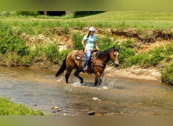 American Quarter Horse, Wałach, 7 lat, 152 cm, Jelenia