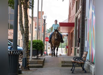 American Quarter Horse, Wałach, 7 lat, 152 cm, Jelenia
