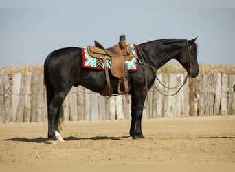 American Quarter Horse, Wałach, 7 lat, 152 cm, Kara