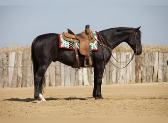 American Quarter Horse, Wałach, 7 lat, 152 cm, Kara