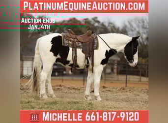 American Quarter Horse, Wałach, 7 lat, 152 cm, Kara