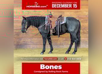 American Quarter Horse, Wałach, 7 lat, 152 cm, Karodereszowata