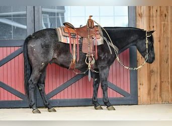 American Quarter Horse, Wałach, 7 lat, 152 cm, Karodereszowata