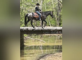 American Quarter Horse, Wałach, 7 lat, 152 cm, Karodereszowata