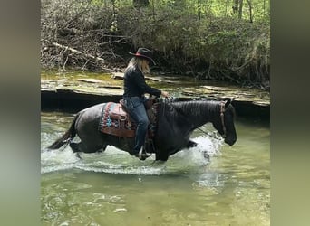 American Quarter Horse, Wałach, 7 lat, 152 cm, Karodereszowata