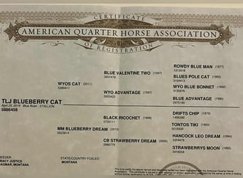 American Quarter Horse, Wałach, 7 lat, 152 cm, Karodereszowata
