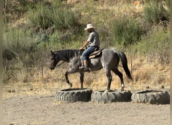 American Quarter Horse, Wałach, 7 lat, 152 cm, Karodereszowata