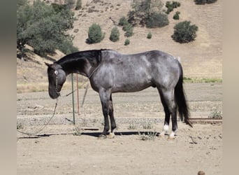 American Quarter Horse, Wałach, 7 lat, 152 cm, Karodereszowata