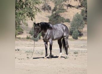 American Quarter Horse, Wałach, 7 lat, 152 cm, Karodereszowata