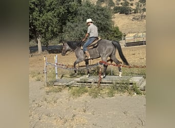 American Quarter Horse, Wałach, 7 lat, 152 cm, Karodereszowata