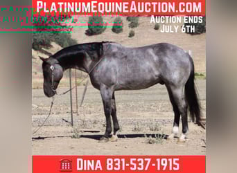 American Quarter Horse, Wałach, 7 lat, 152 cm, Karodereszowata
