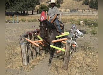 American Quarter Horse, Wałach, 7 lat, 152 cm, Karodereszowata