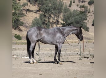 American Quarter Horse, Wałach, 7 lat, 152 cm, Karodereszowata