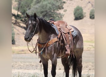 American Quarter Horse, Wałach, 7 lat, 152 cm, Karodereszowata
