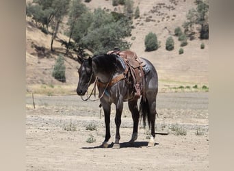 American Quarter Horse, Wałach, 7 lat, 152 cm, Karodereszowata