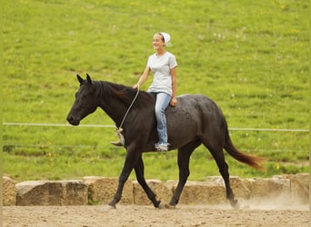 American Quarter Horse, Wałach, 7 lat, 152 cm, Karodereszowata