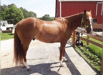 American Quarter Horse, Wałach, 7 lat, 152 cm, Kasztanowata