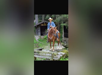 American Quarter Horse, Wałach, 7 lat, 152 cm, Kasztanowata