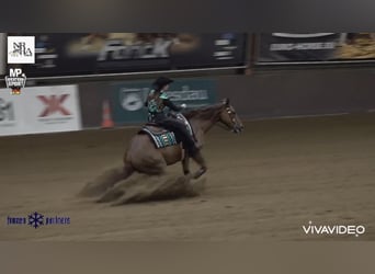 American Quarter Horse, Wałach, 7 lat, 152 cm, Kasztanowata