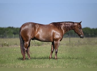 American Quarter Horse, Wałach, 7 lat, 152 cm, Kasztanowatodereszowata
